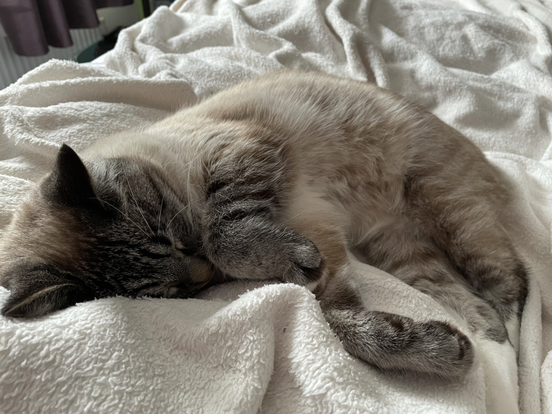 Does anyone have a ragdoll?