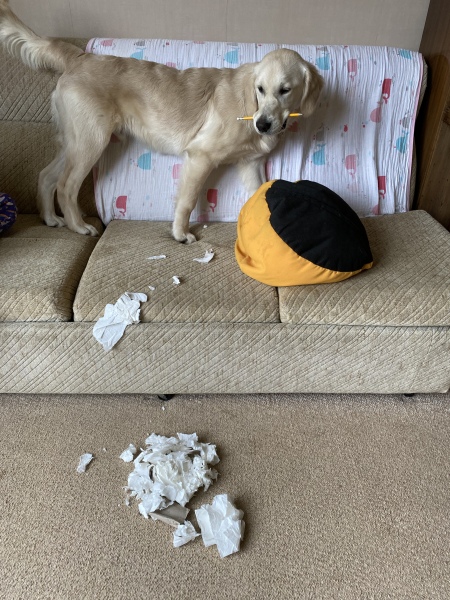 Puppy Survival Thread - as we approach Fireworks night for the first time…