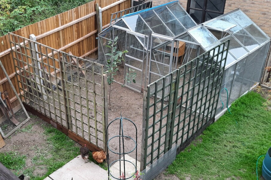 How much space do chickens actually need? 