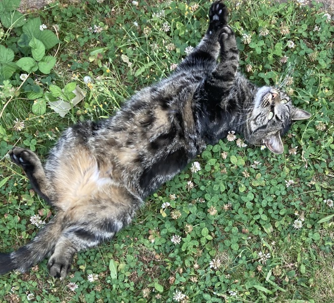 Attacking cat - just playing/attention seeking?