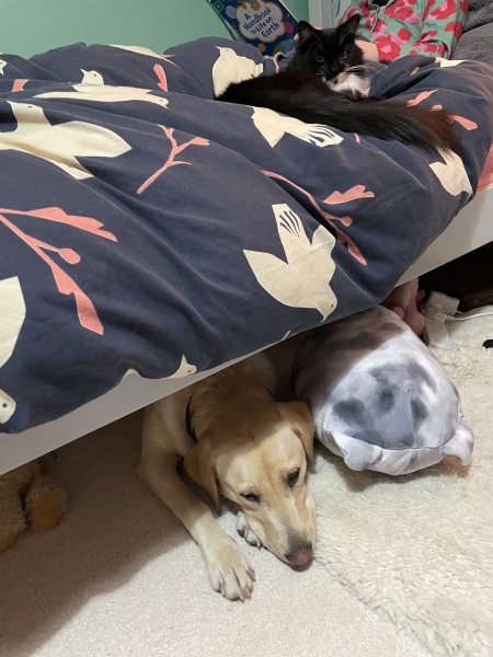 Introducing puppy to cat