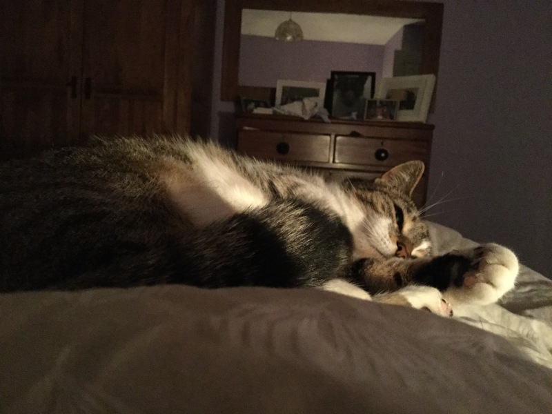 Worried about dearest cat