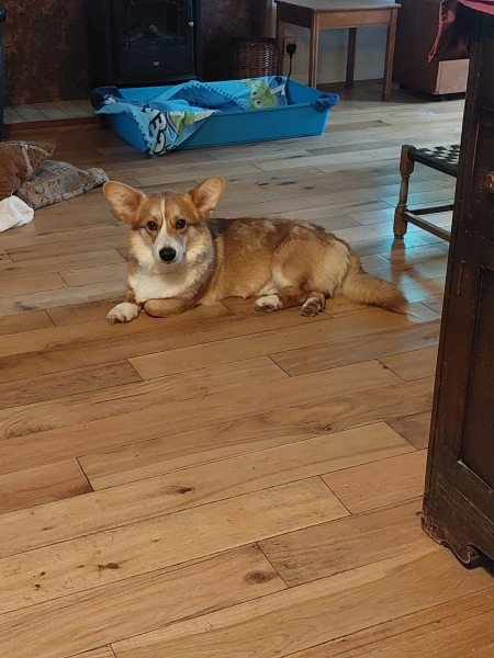 Does anyone have a dog with digestive issues?