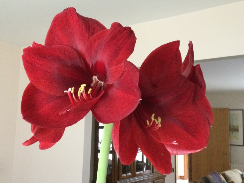 Who'd like an Amaryllis (Hippeastrum) thread?