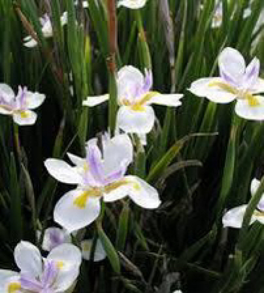 Frugal Friends Fearlessly Facing February.