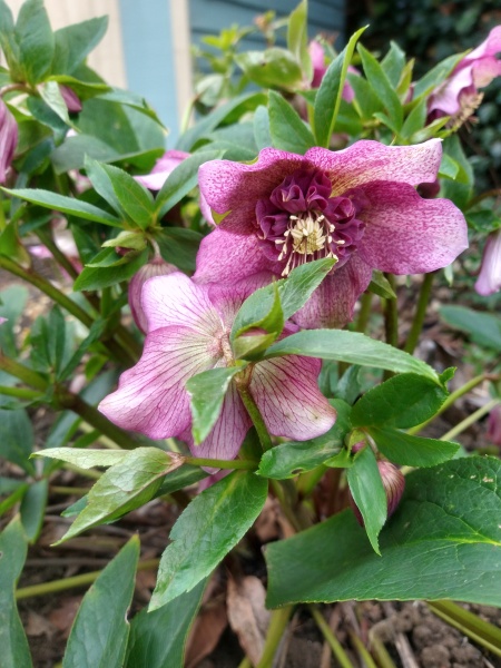 4 flowering things in my garden today!