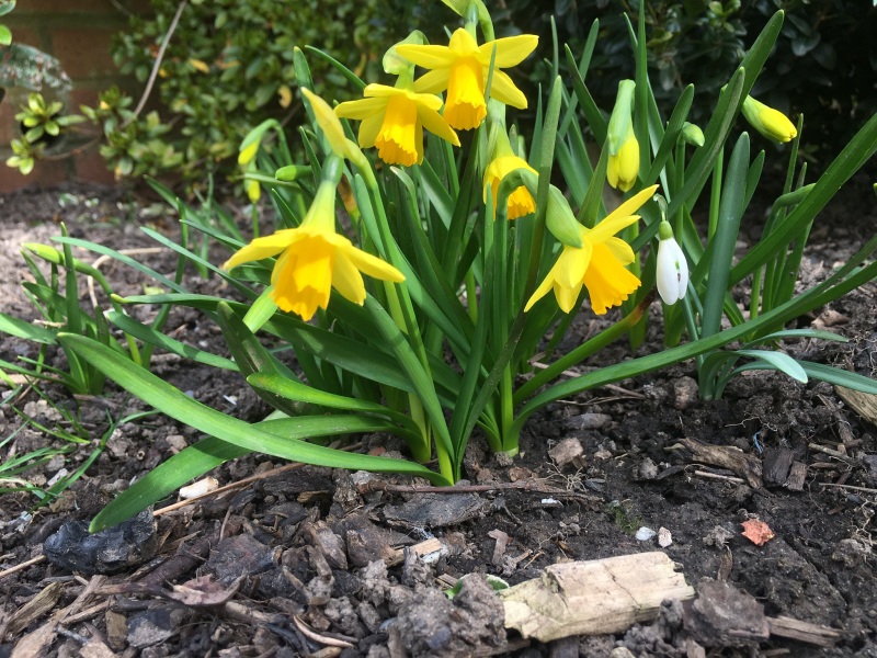 4 flowering things in my garden today!