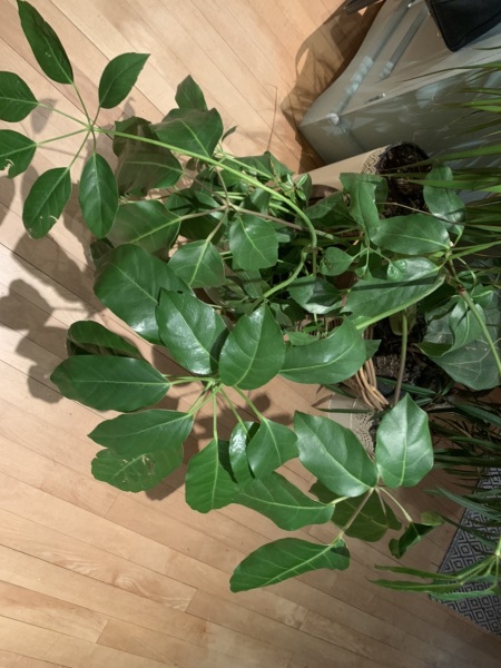 What is this plant?