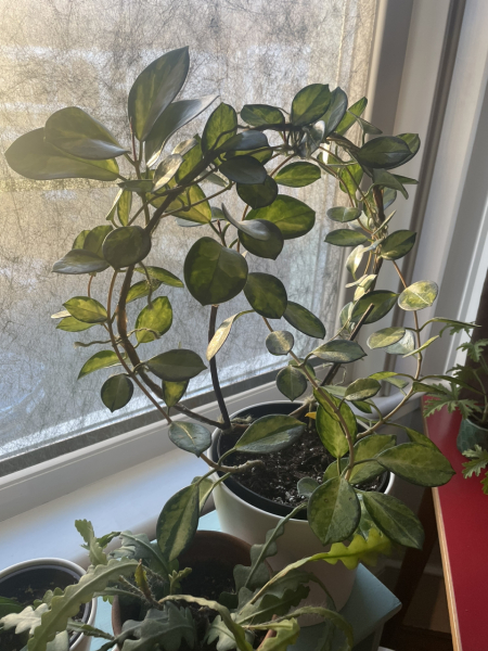 Hoya Carnosa - help me rescue it!