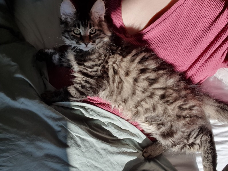 Anxious about leaving my 3 month old kitten alone.