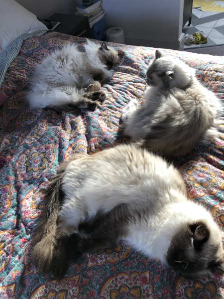 Does anyone have a ragdoll?