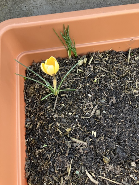 Spring and Summer Bulbs 2023