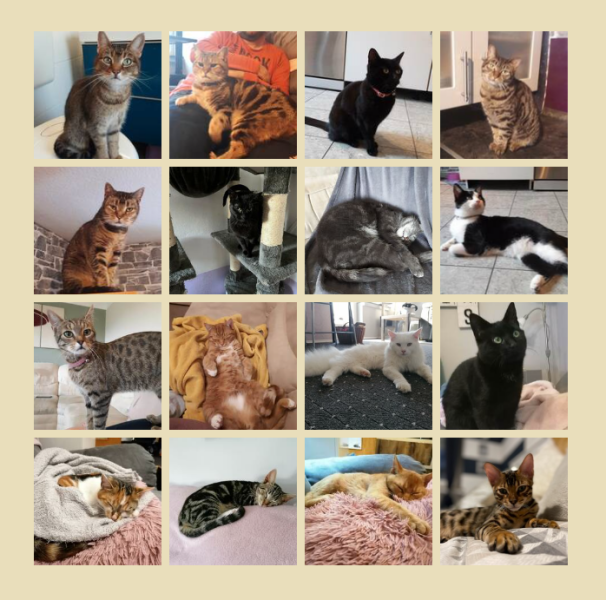 Cat Appreciation Post