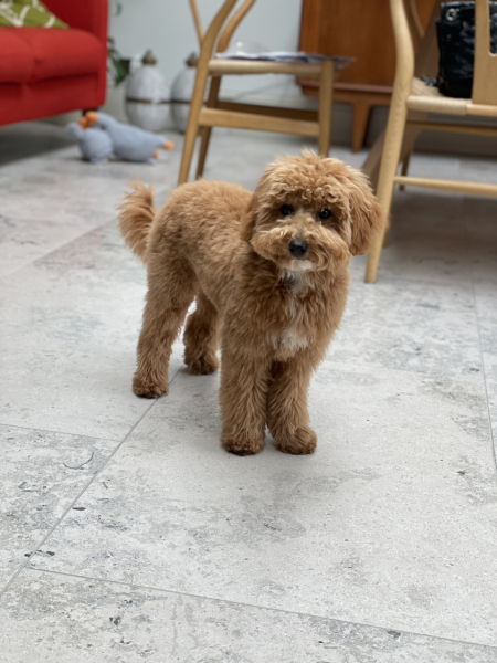 What to feed 8-week poochon pup?