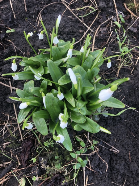 Countdown to Christmas 2023: get past the post-Christmas slump by thinking about the next one! (Thread 1.)