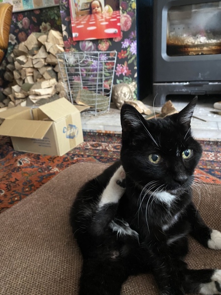 Cat just asked ‘What else?’ re food