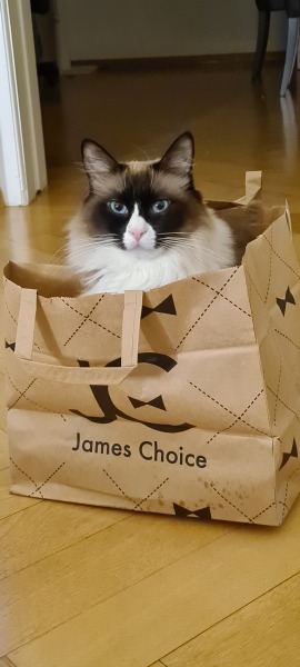 Ragdoll  rescue cat - what do I need?
