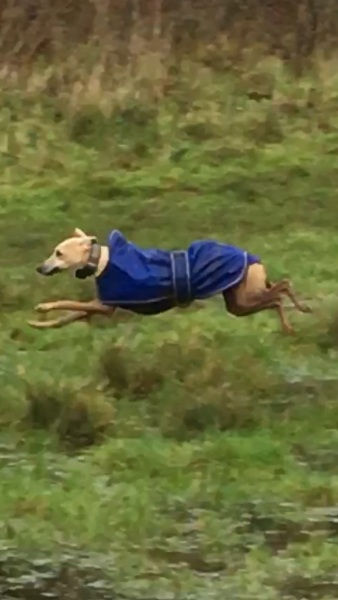 To have become terrified of dog walks 