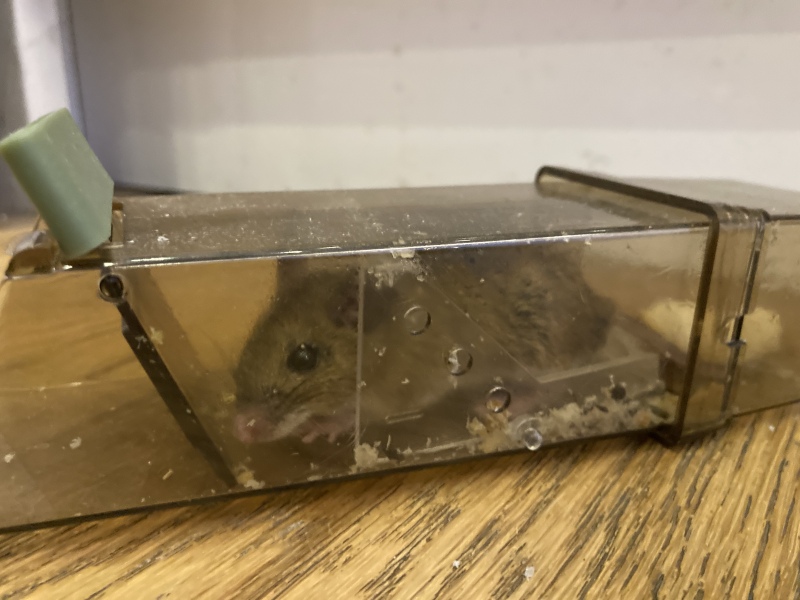 Eeek! Mouse in kitchen!