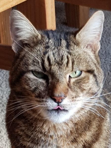 Thug cat part 5 - For he will not do destruction, if he is well-fed, neither will he spit without provocation.