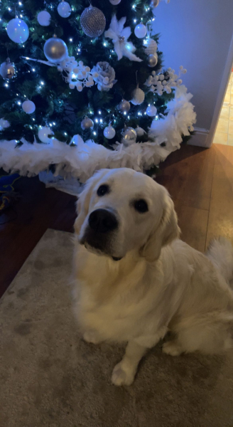 15 month old golden toilet habits 