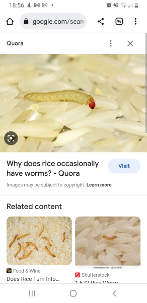 Worms in my rice? (Pic)