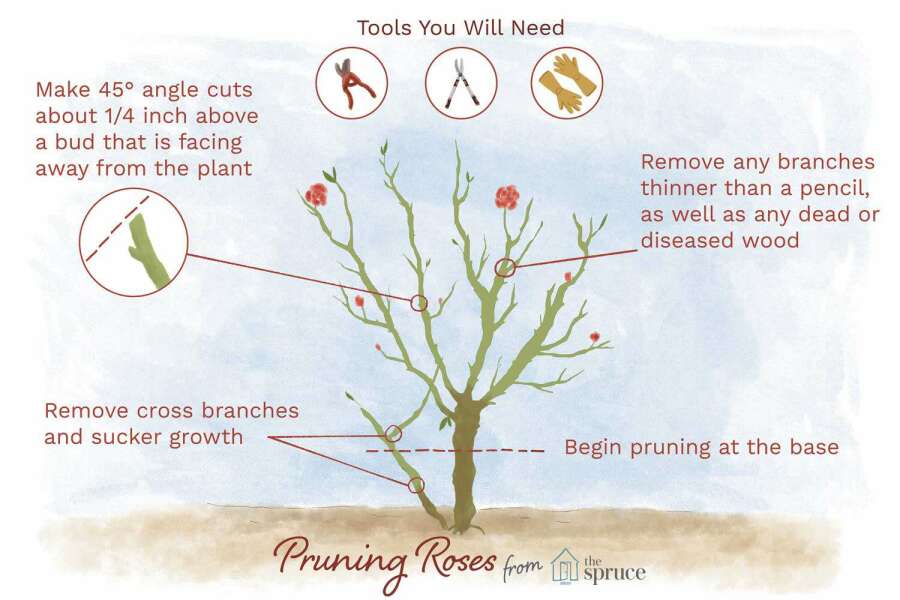 Rose pruning