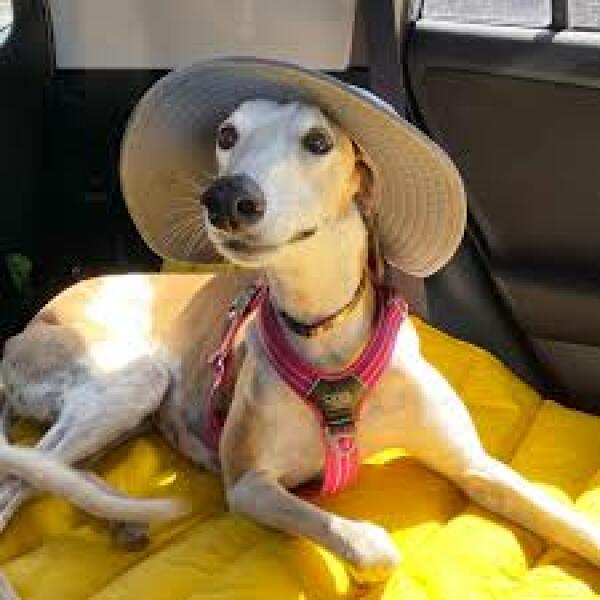 Please talk to me about greyhounds! 