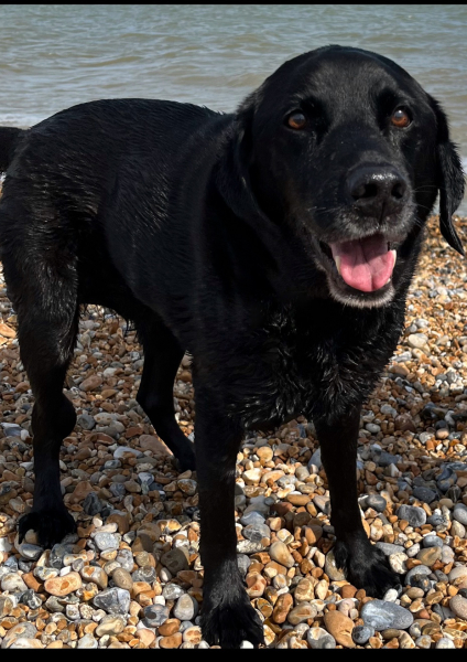 Our dog died and I'm heartbroken