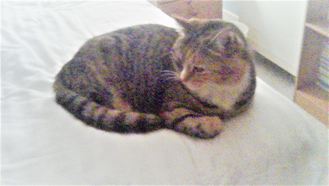 Do cats have to sleep high up?