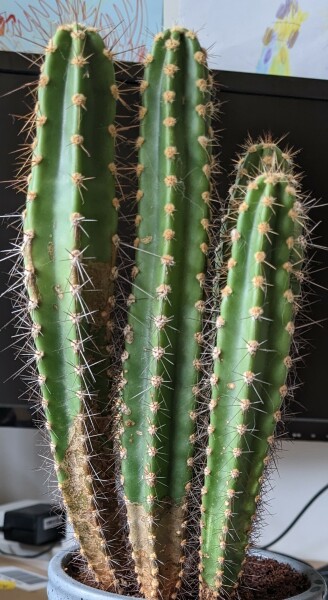 Cactus: battle-scarred or diseased?