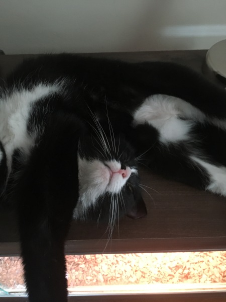 New cat has been gone for 10hours