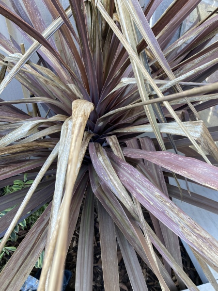 Is my red cordyline done for? 