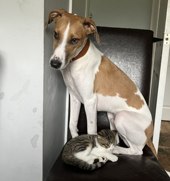 I have an appointment to view a greyhound today at the animal sanctuary. Wish me luck.