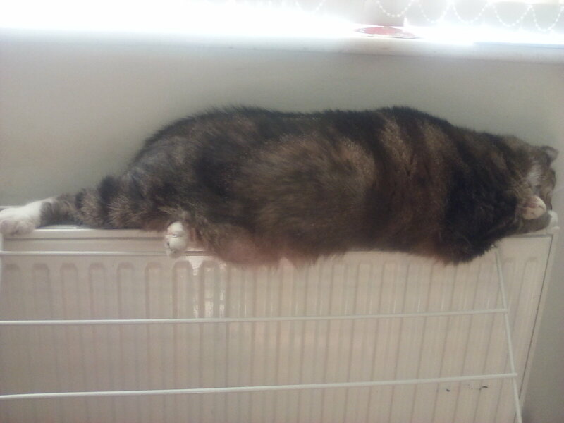 Hundreds of cats, thousands of cats, millions and billions and trillions of cats