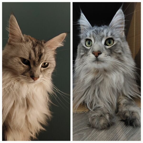 Cat passable baby gates