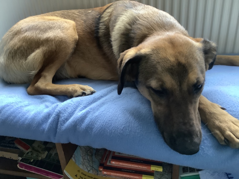 How much does your dog shed? I can't figure out how mine isn't bald by now.