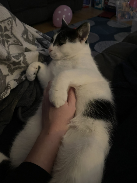 Hundreds of cats, thousands of cats, millions and billions and trillions of cats