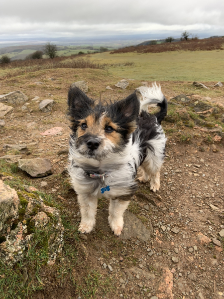What did you find easy to train your dog to do?
