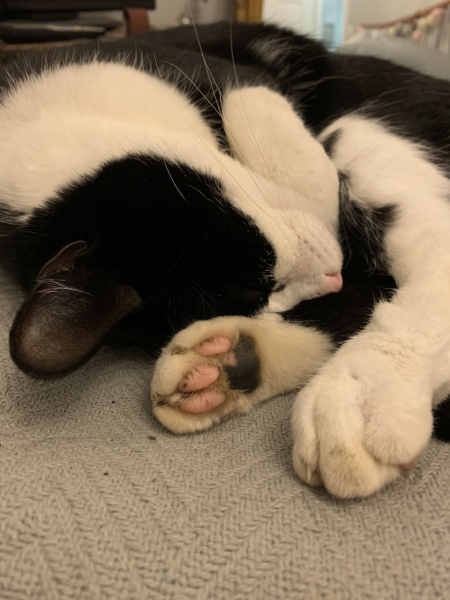 Hundreds of cats, thousands of cats, millions and billions and trillions of cats