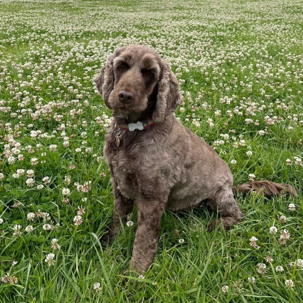 Are show cocker spaniels nice natured?