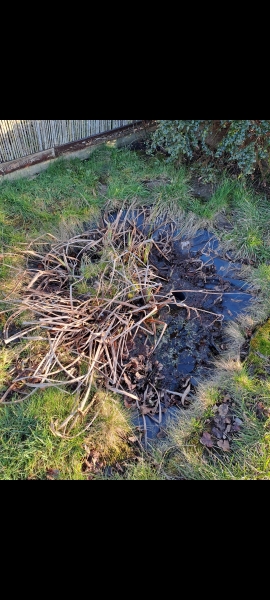 Revive a small pond - help, please!