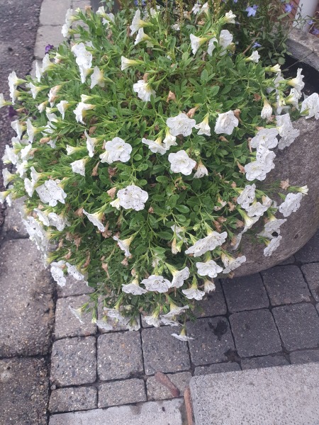 What is this plant?
