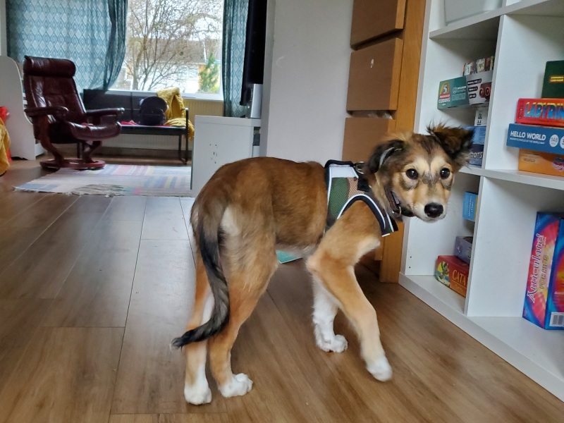 breed size and insurance