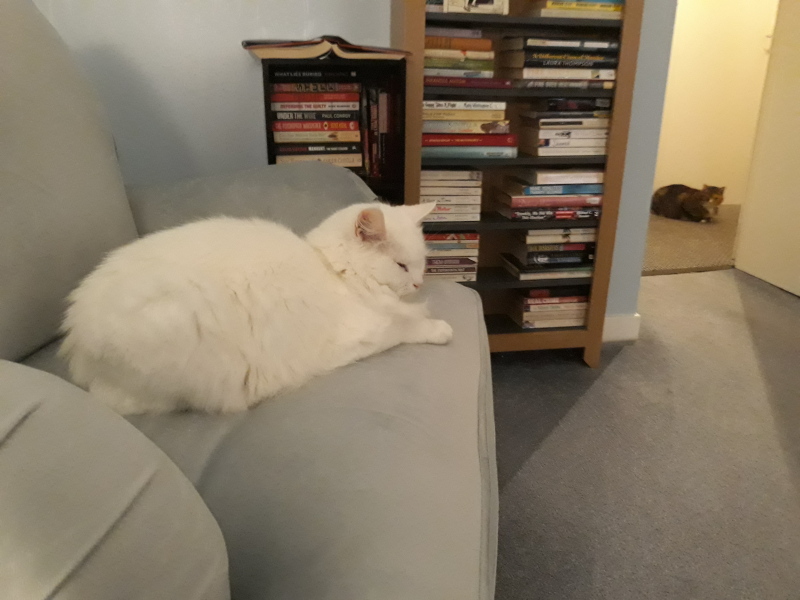 Do cats have to sleep high up?