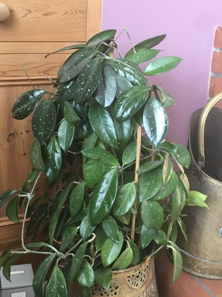 Hoya Carnosa - help me rescue it!