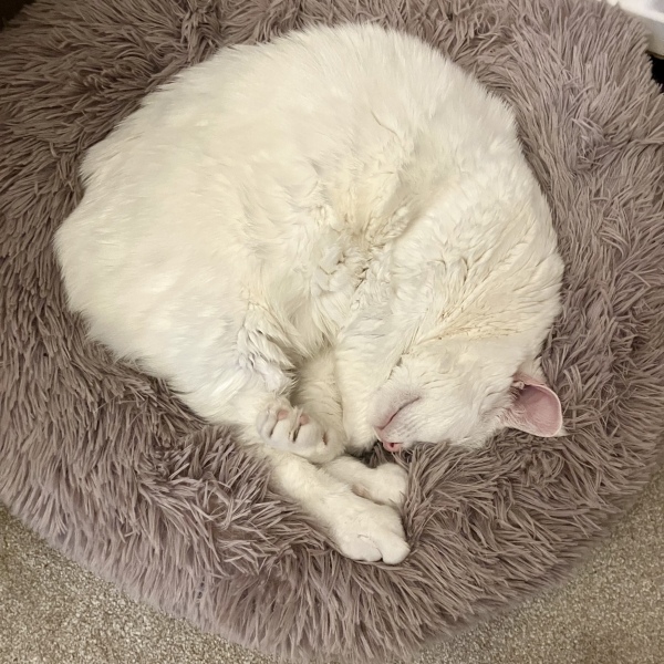 Do cats have to sleep high up?