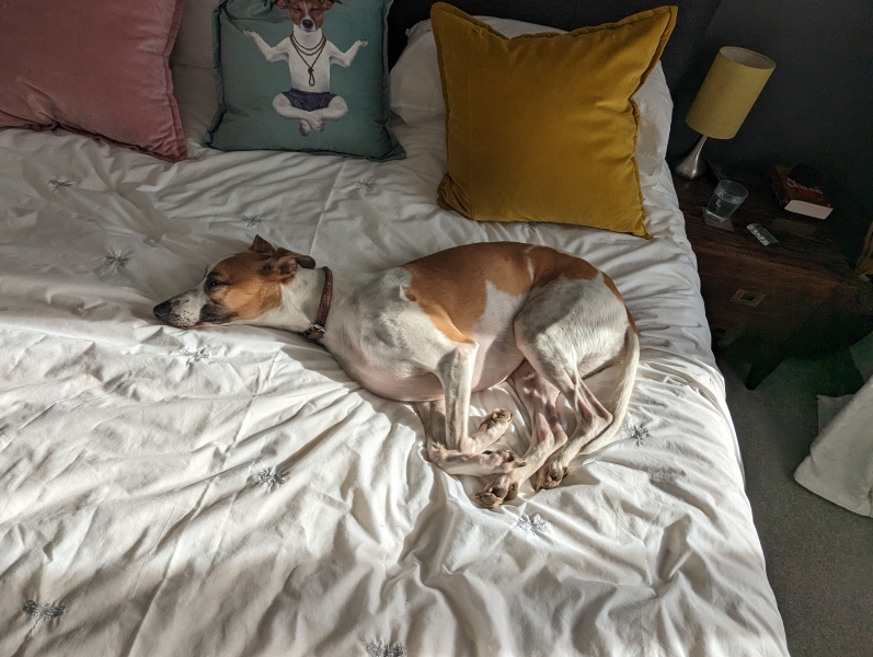 I have an appointment to view a greyhound today at the animal sanctuary. Wish me luck.