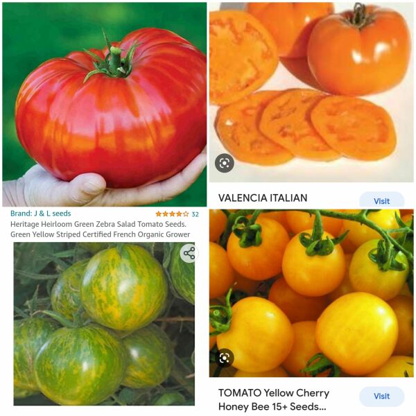 Where are all the tomatoes?