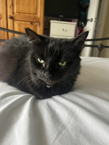 Cat Appreciation Post